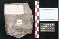 Foto (Objekt + Etikett) von Palaeolobium heterophyllum Unger (NHMW-GEO-2024-0188-8042)